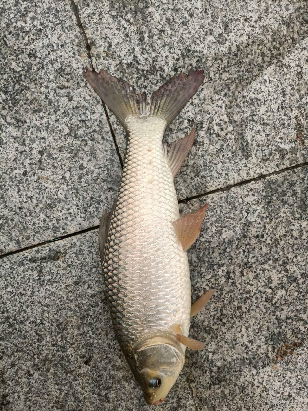 「秋釣」野釣泰鯪連竿,居然還釣到一條黑瘦細長的魚,這條魚經歷了什麼