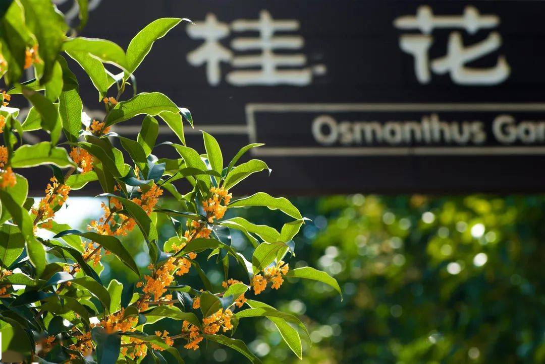 【探索】闻着桂香赏樱去！申城公园的樱花、海棠为何“反”着开？