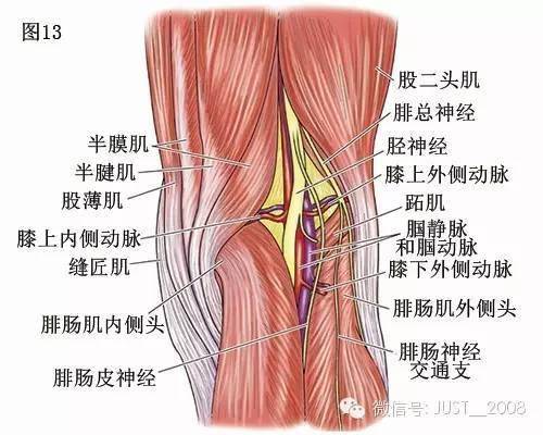 膝状神经节解剖图图片