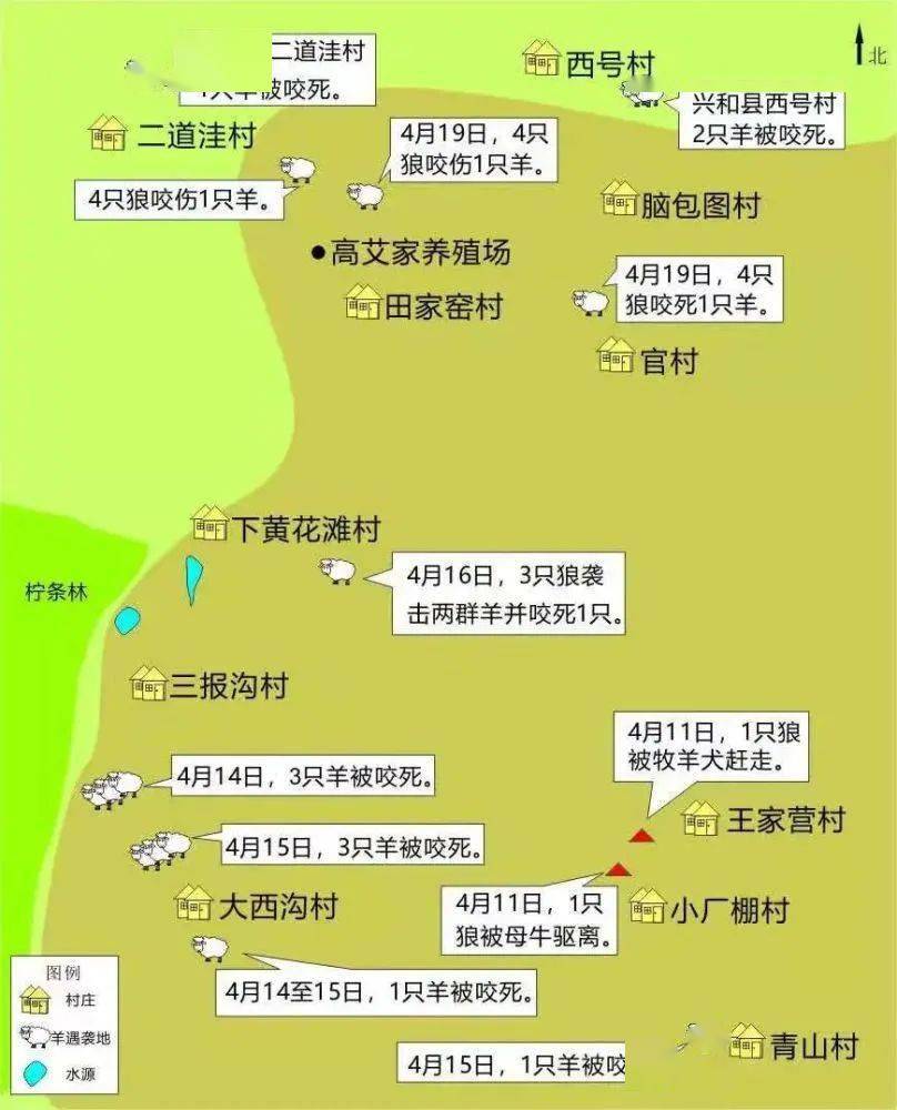 四月中,张家口市尚义县南壕堑镇发生了多起狼袭击羊圈,牛圈的事故,多