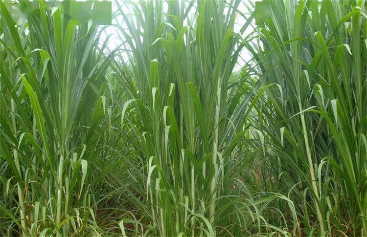 亩产最高能达到25吨,是牛羊的优质青饲料,也是农民致富草_皇竹草