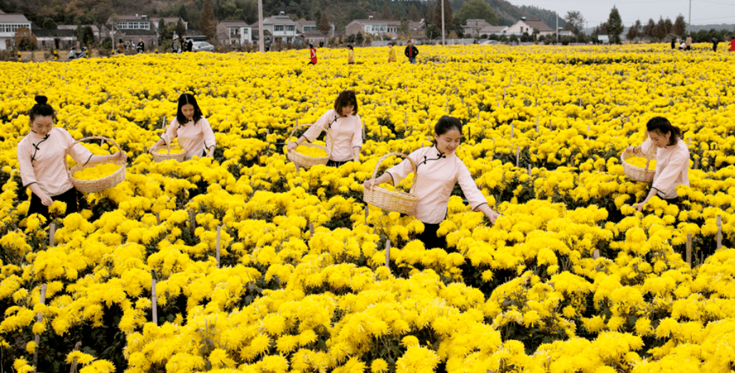 大家可以去菊花园去采摘新鲜的菊花