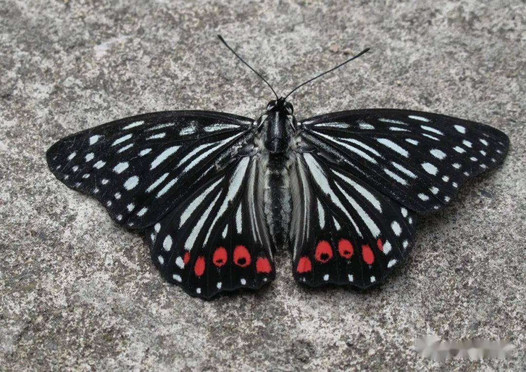 从五彩蝴蝶来看宁波的生物多样性_种类