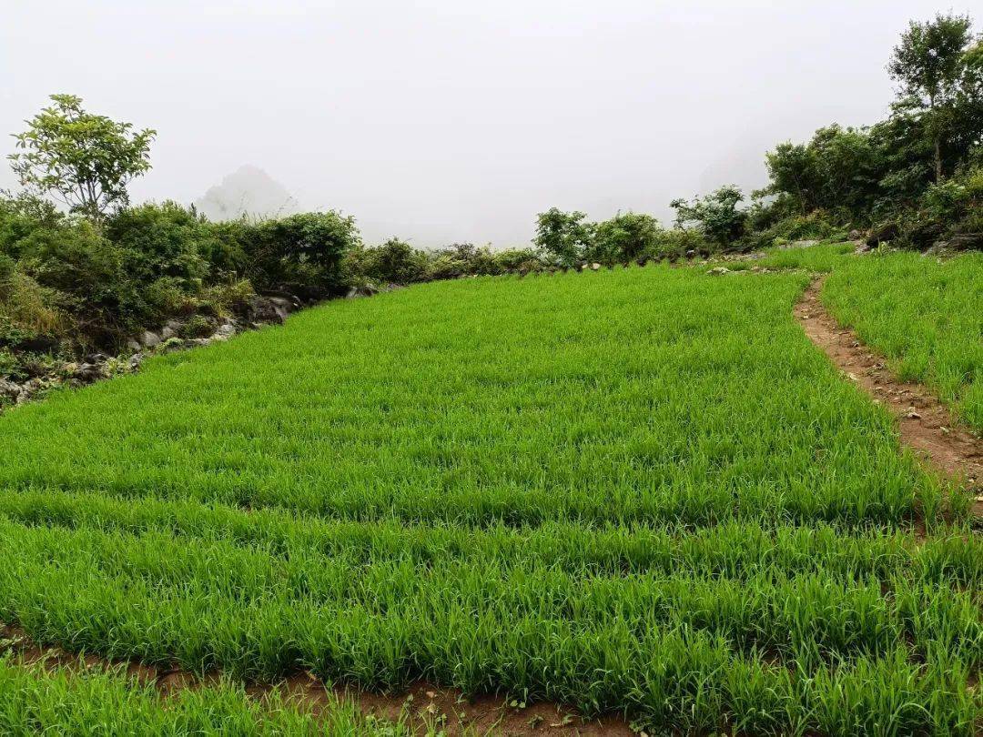 喜讯!陆稻在富宁县木央镇首次试种成功