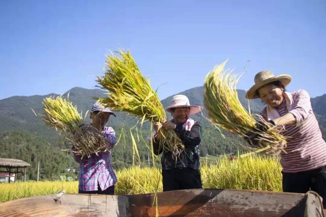 战"疫"不误农时,奏响农业强,农民富,农村美"三部曲"(569)