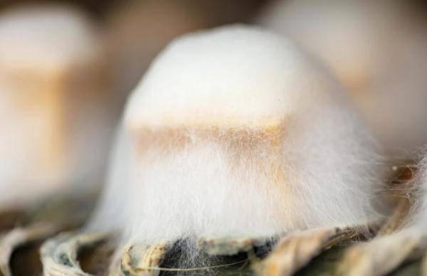 肠胃|不吃肉也能“贴秋膘”！补好这5样，强免疫、促消化、养肠胃，关键还不会长胖！