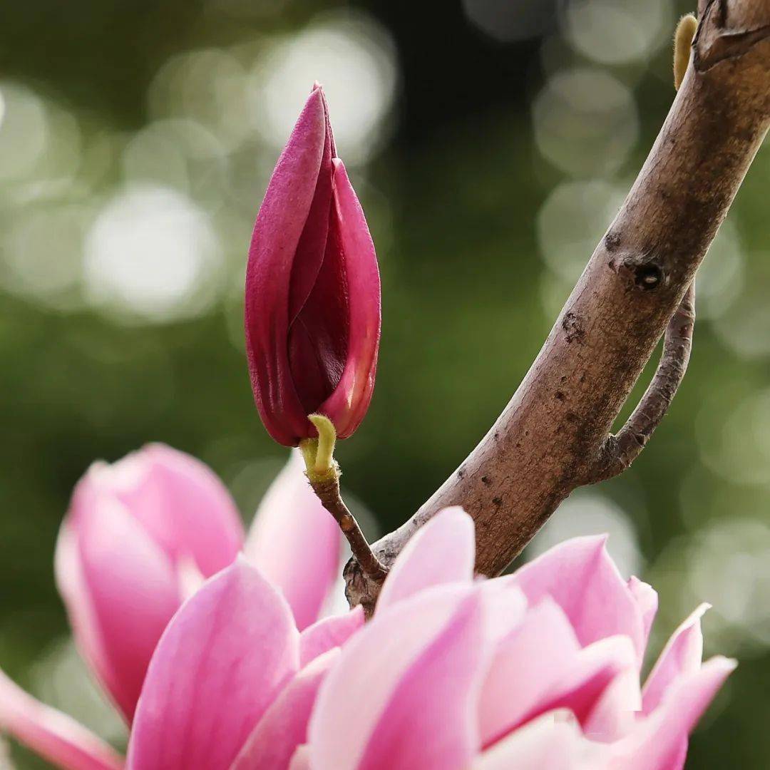 梅花,水仙,迎春,桃花,白兰玉,紫玉兰,琼花,海棠,木瓜海棠,垂丝海棠