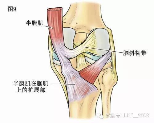 图9 膝关节后部的解剖学断面,显腘斜韧带,斜形横过后部关节囊,止于