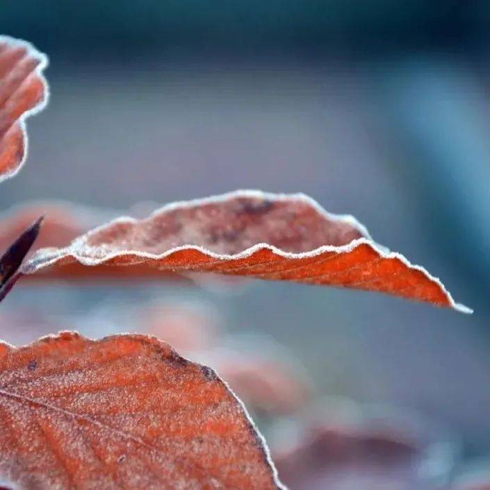 秋天最后一个节气来了！一起来看看霜降的这些知识......_时节