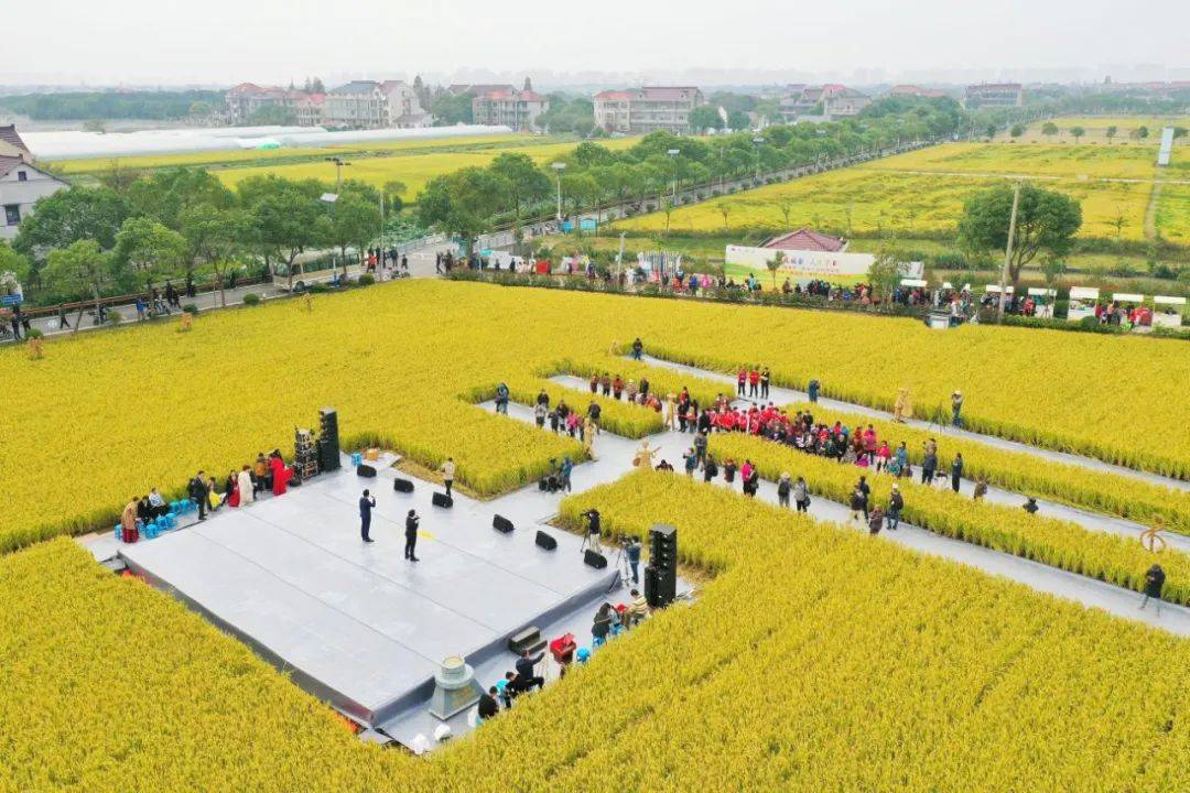 常州西夏墅稻田艺术图片