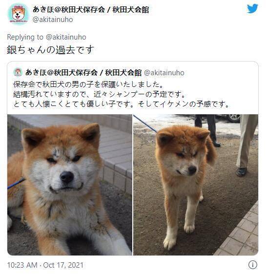 哭哭脸秋田犬表情超哀愁 掉毛程度根本不担心会秃头 脸蛋