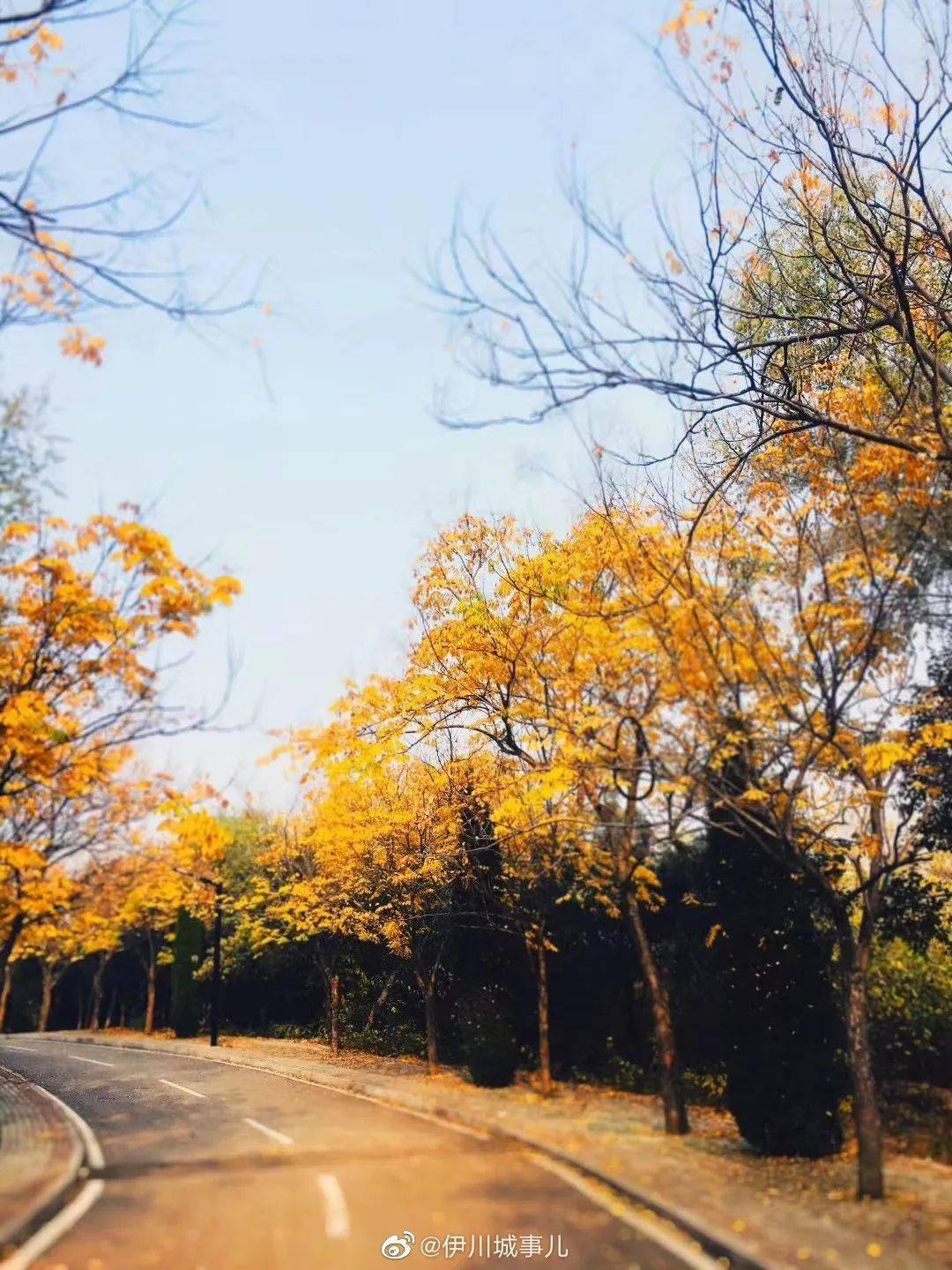 伊川西山植物园一年中最迷人的季节