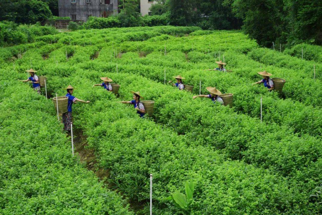 簕菜茶,研發了一系列簕菜產品,延長了簕菜產業鏈,打響了恩平簕菜品牌