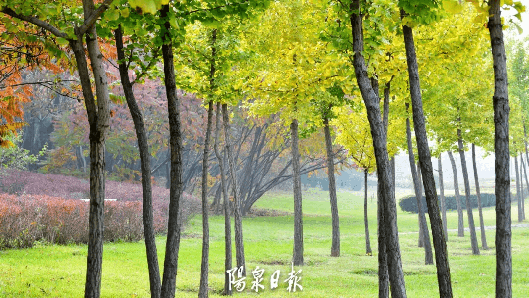 版权|惊艳！快，抓住秋天的尾巴，再赏一回家门口的秋日美景