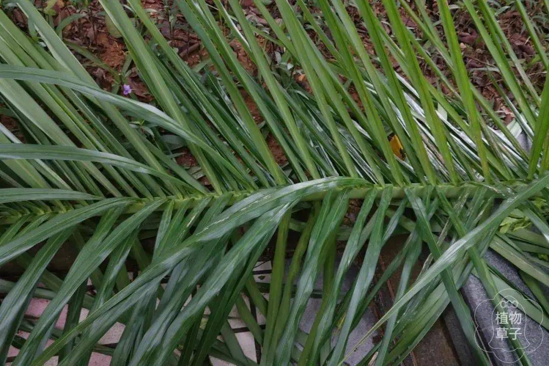 【你好!大自然】第208期:王棕与假棕榈 | 卫兵与女郎