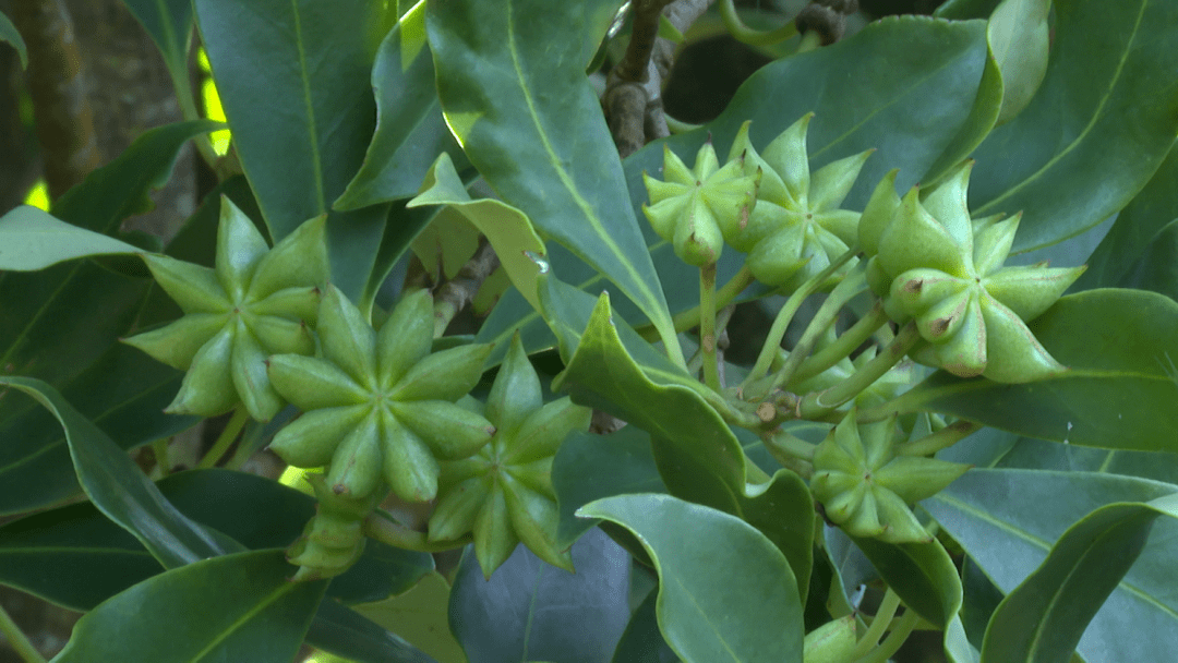 富宁八角老树发新枝助力村民增收致富