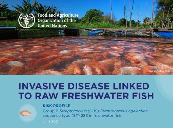 伤口|最近吃鱼要小心！这个细节易染致命病菌，不少人都忽略...