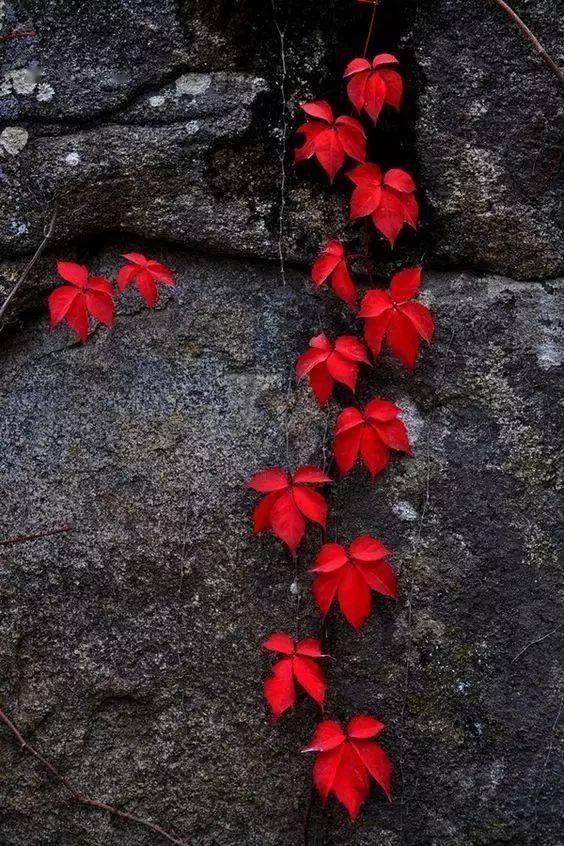 摄影秋天的落叶，怎么拍才惊艳？技巧全在这里了！