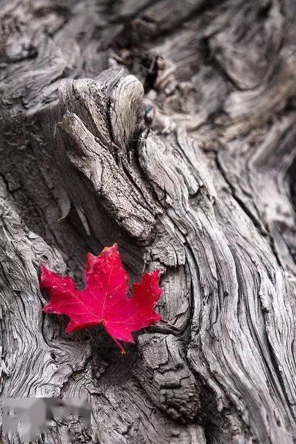 摄影秋天的落叶，怎么拍才惊艳？技巧全在这里了！