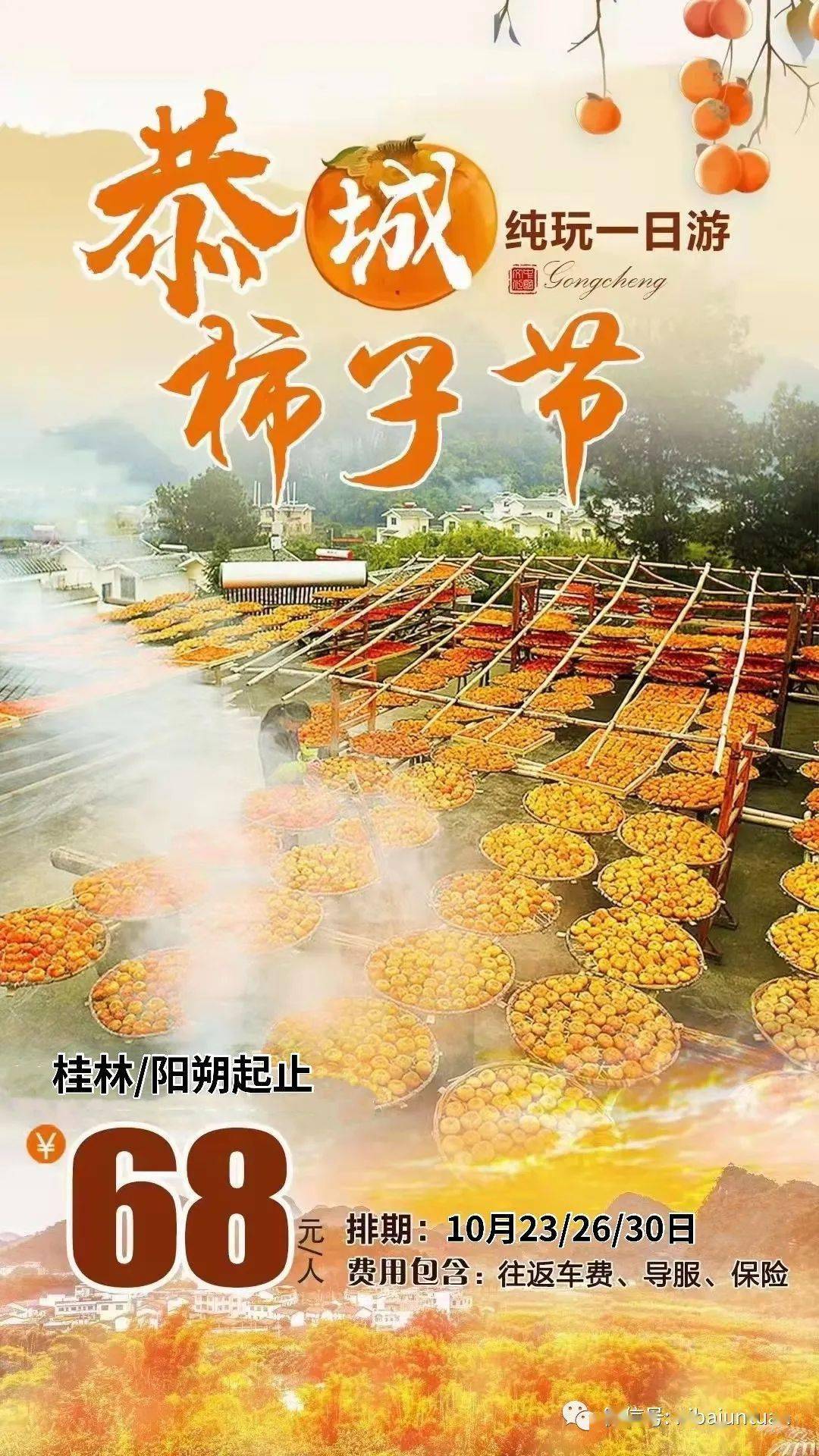 柿子熟了 10月30日恭城红岩村赏柿子 喝恭城油茶纯玩1日游 68元 活动