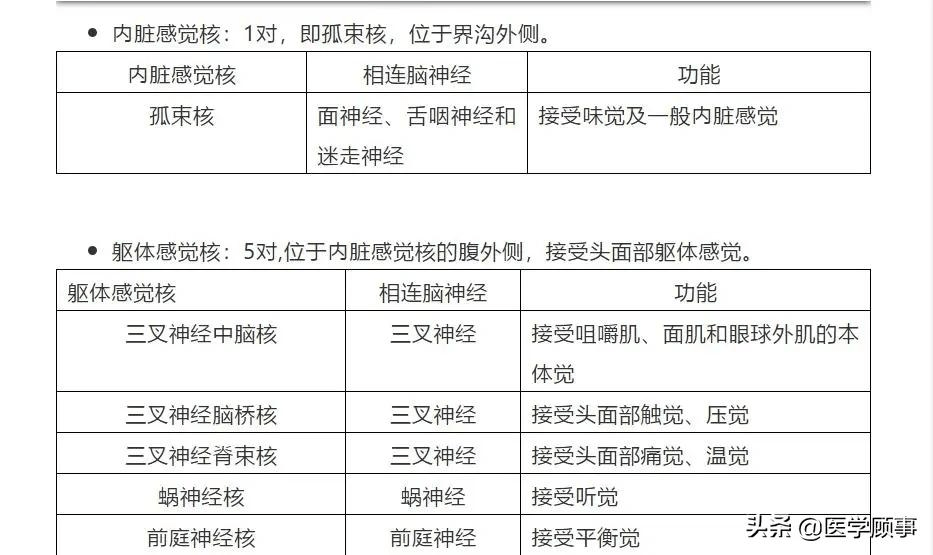 腦幹解剖和結構