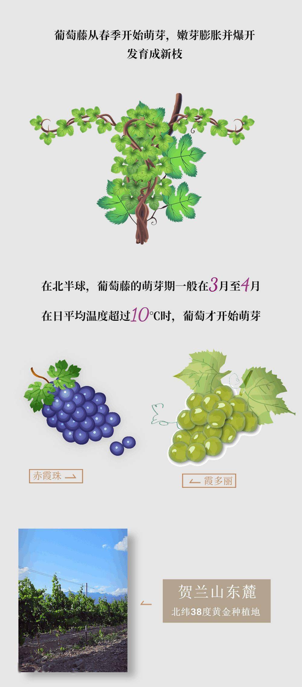 com|一瓶葡萄酒的酿造需要多久?