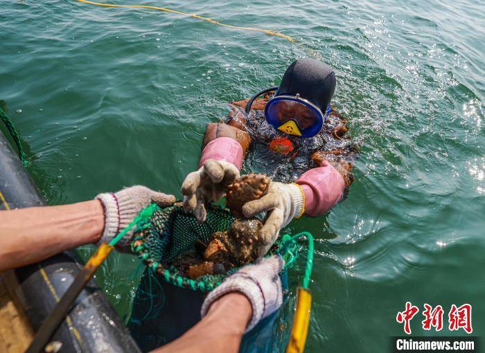 山東榮成虎山鎮天海灣海洋牧場海參養殖海區,海猛子