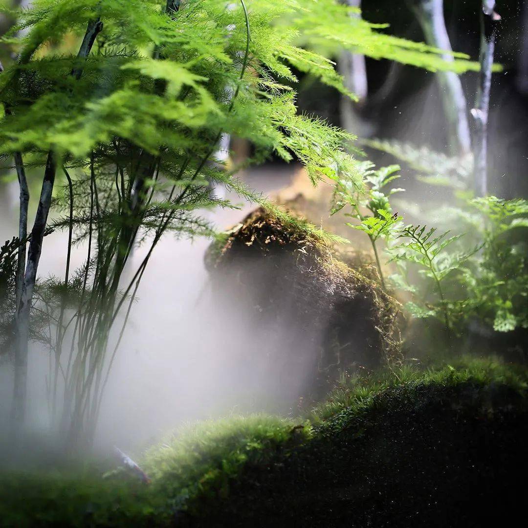 青苔清幽深旷空灵