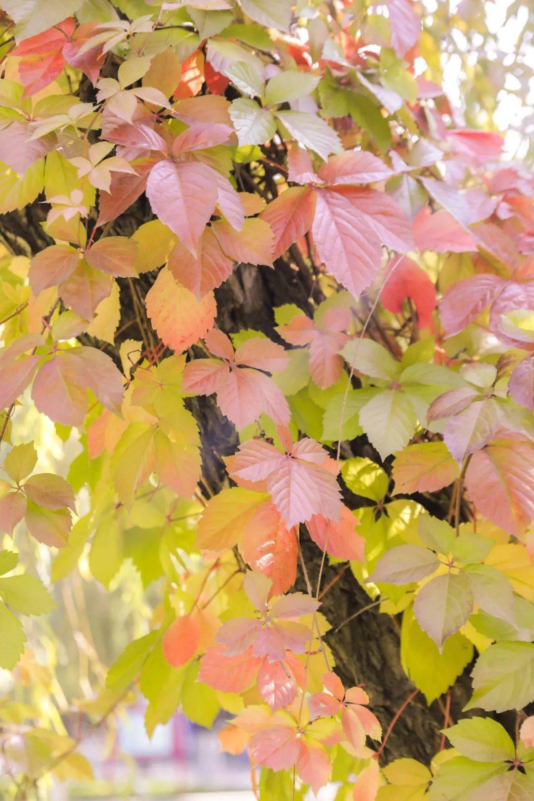 超级美南开初秋美图走一波