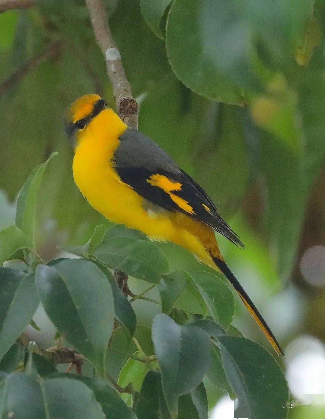 赤红山椒鸟树上的红辣椒与黄辣椒