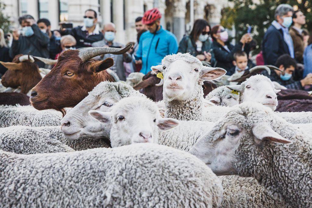 迁徙放牧节重返西班牙首都 数千只绵羊挤爆市区