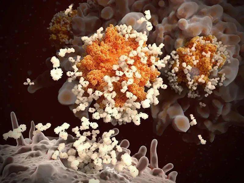 蛋白|超级免疫：新冠疫情最大的谜题之一