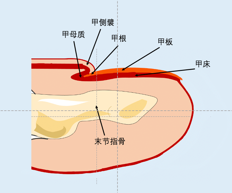 甲床是什么 解剖图图片