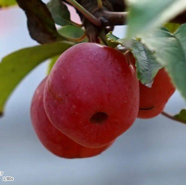 有些图，有些话（20211027）_征服