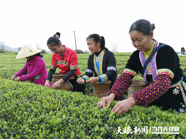 黎平县连续4年喜获中国茶业百强县
