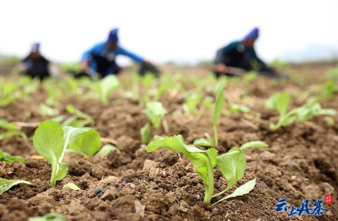 贯彻落实党代会精神 | 丹寨:秋冬蔬菜移栽忙_种植