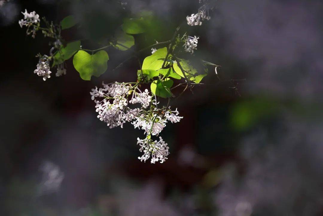 有味|花草果蔬里，日日是好日