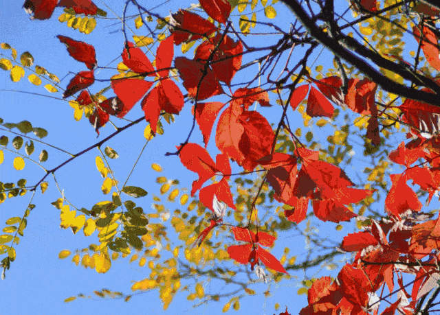 640_459gif 动态图 动图