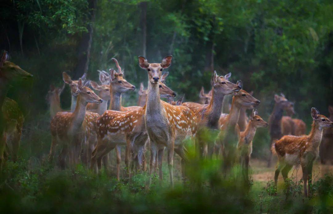 彭泽:"农"墨重彩绘就"丰"景华章 (图片报道)_梅花鹿