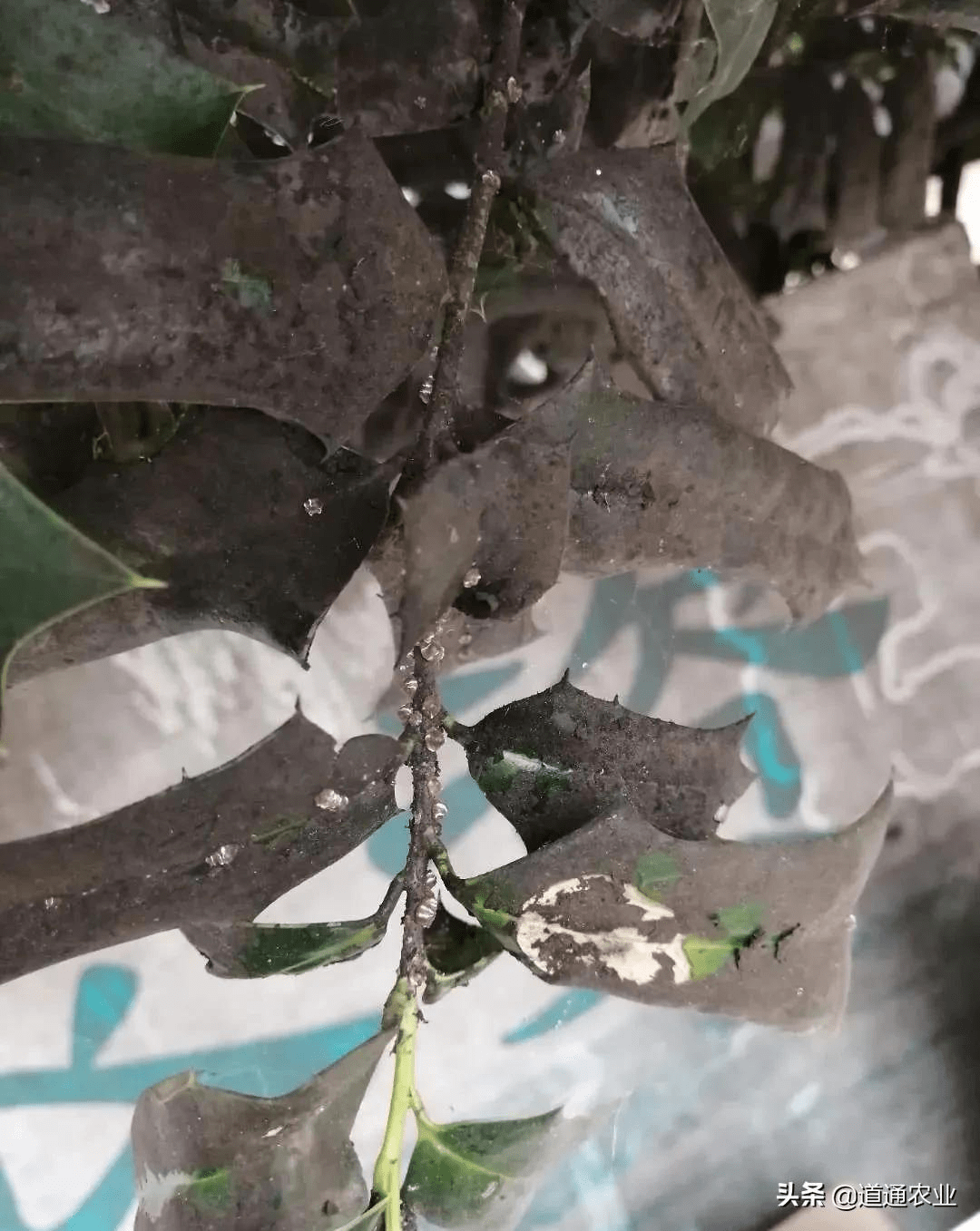 蚧壳虫由成虫产卵于树干,枝和叶上,经孵化为幼虫逐