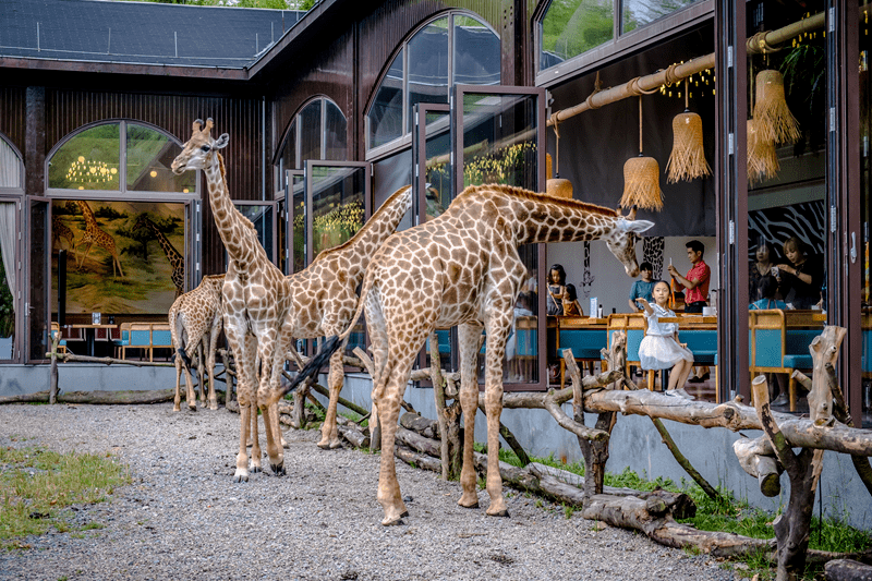 酒店住宿,科普研学,以长颈鹿为特色主题,湖州长颈鹿庄园是国内首家住