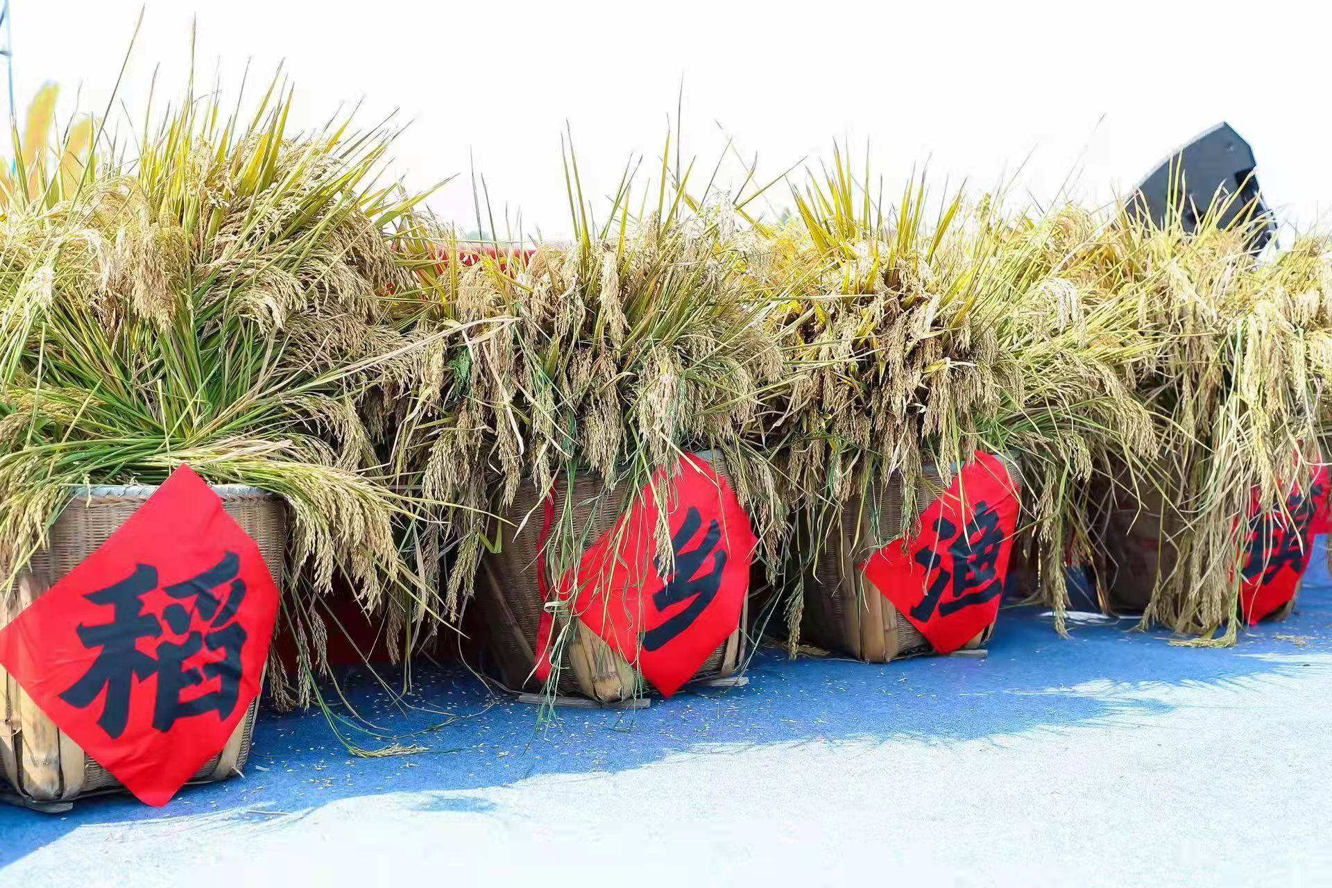 产业十年打造升级版稻文化盛会2021渔山稻香文化节启幕