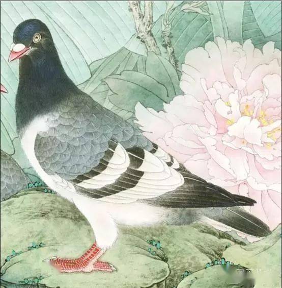 工笔花鸟之鸽子画法快来学习