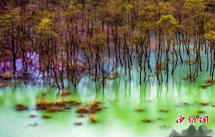 树林|湖北利川：水上树林奇特秀美如画卷