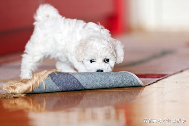 比熊犬做这6件事 证明在它心里 你就是 妈妈 狗狗 全网搜