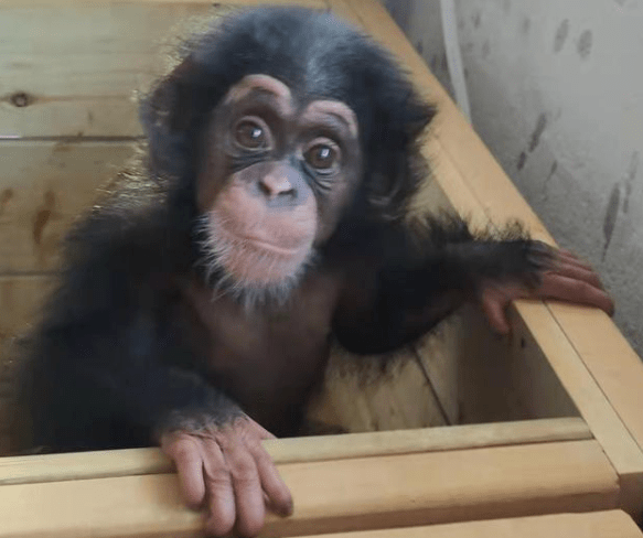 太原动物园猿猴馆图片