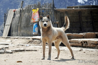 从汉字思维角度，才能理解初中课文《与朱元思书》中“鸢飞戾天”_搜狐网
