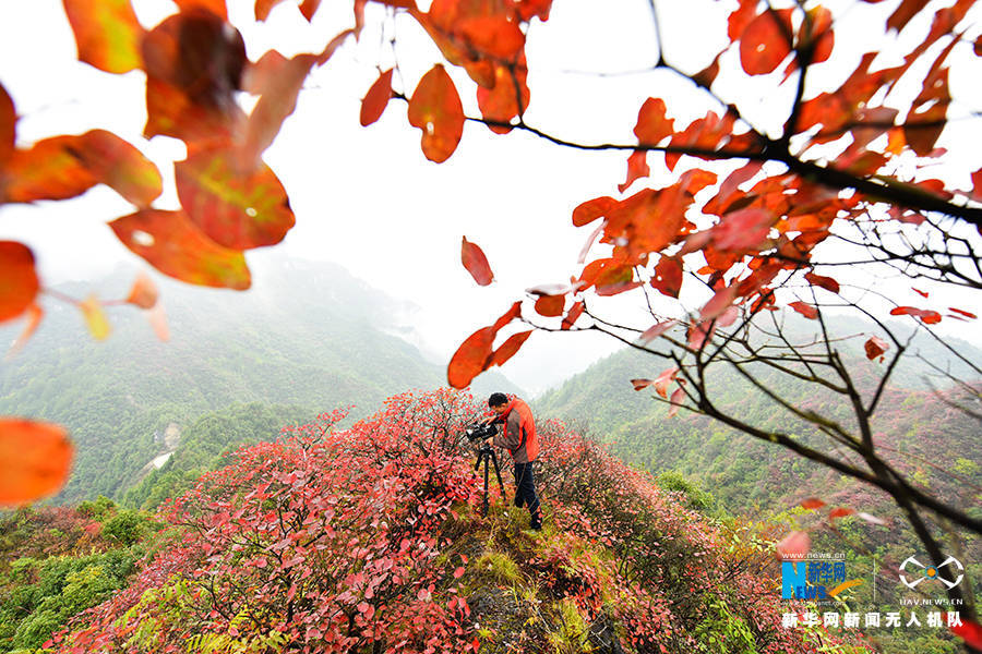 陈碧生|重庆：秋雨过后红叶美 绚丽秋景惹人醉