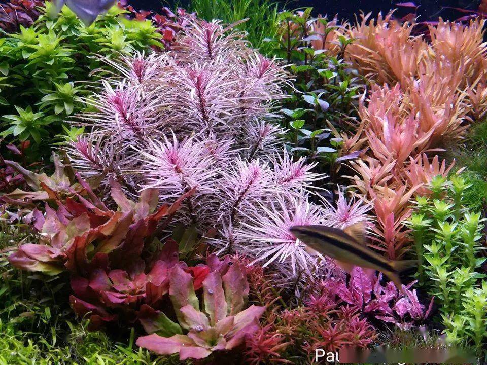 荷兰景 水中的花园 只是水草就很美了 水族