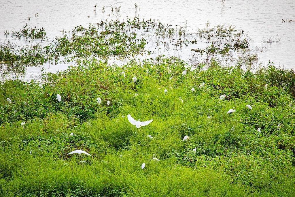 平湖|重庆忠县：平湖风光美 水鸟翩飞来